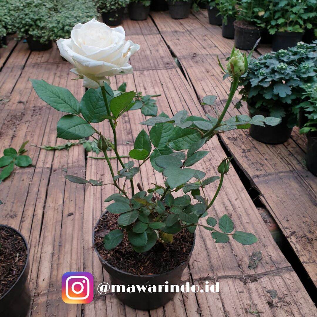 Tanaman Bunga Mawar Putih Lazada Indonesia