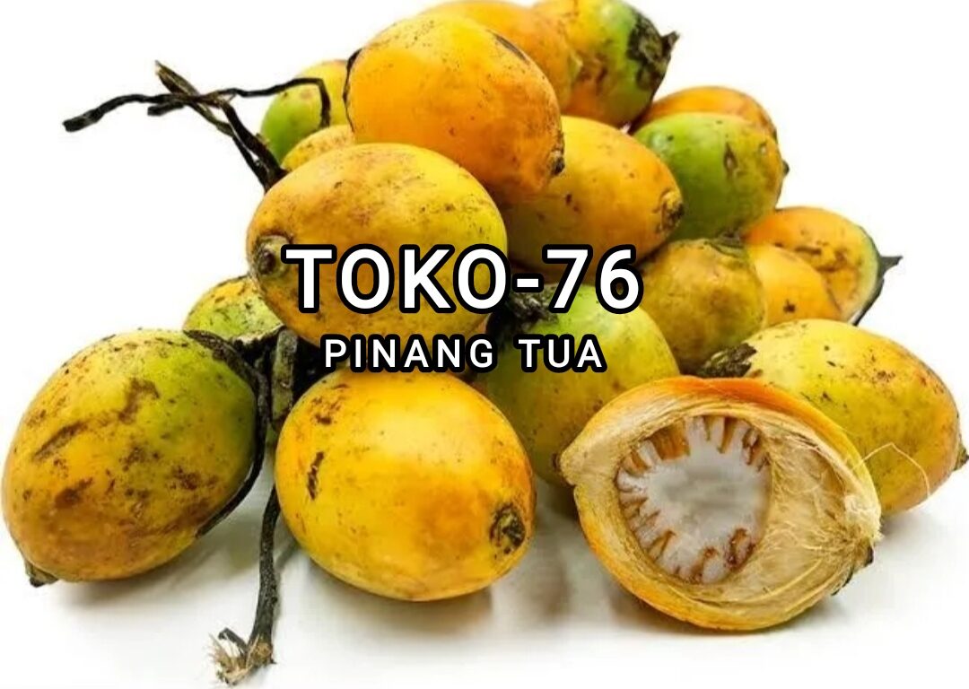 Buah Pinang Tua Segar 1 Kg Obat Herbal Buah Jambe Lazada Indonesia