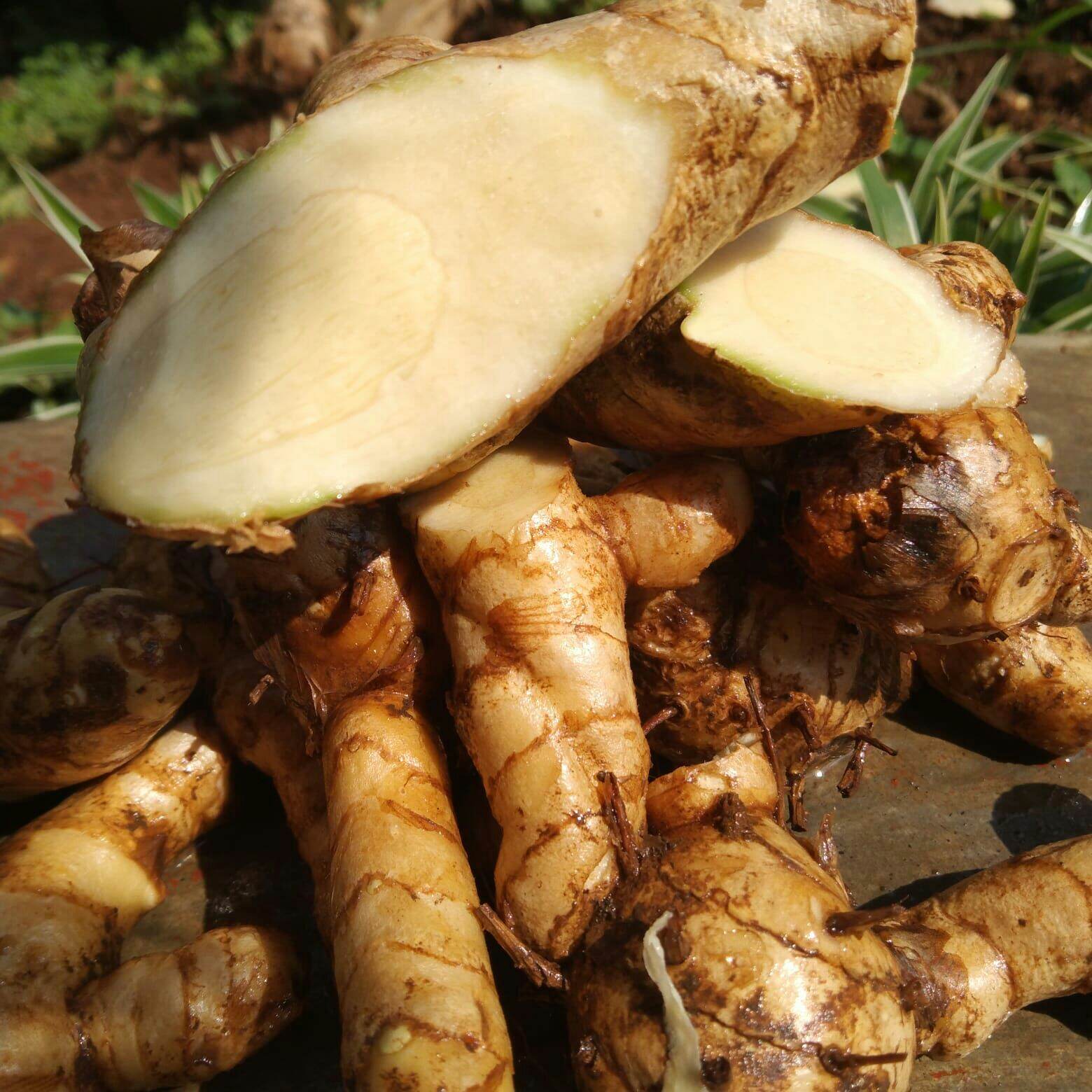 Kunyit Putih Temu Putih Segar 1kg Curcuma Zedoaria Lazada Indonesia 5602