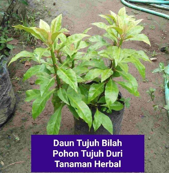 Bibit Tanaman Herbal Daun Tujuh Duri Atau Pohon Tujuh Bilah Tanaman