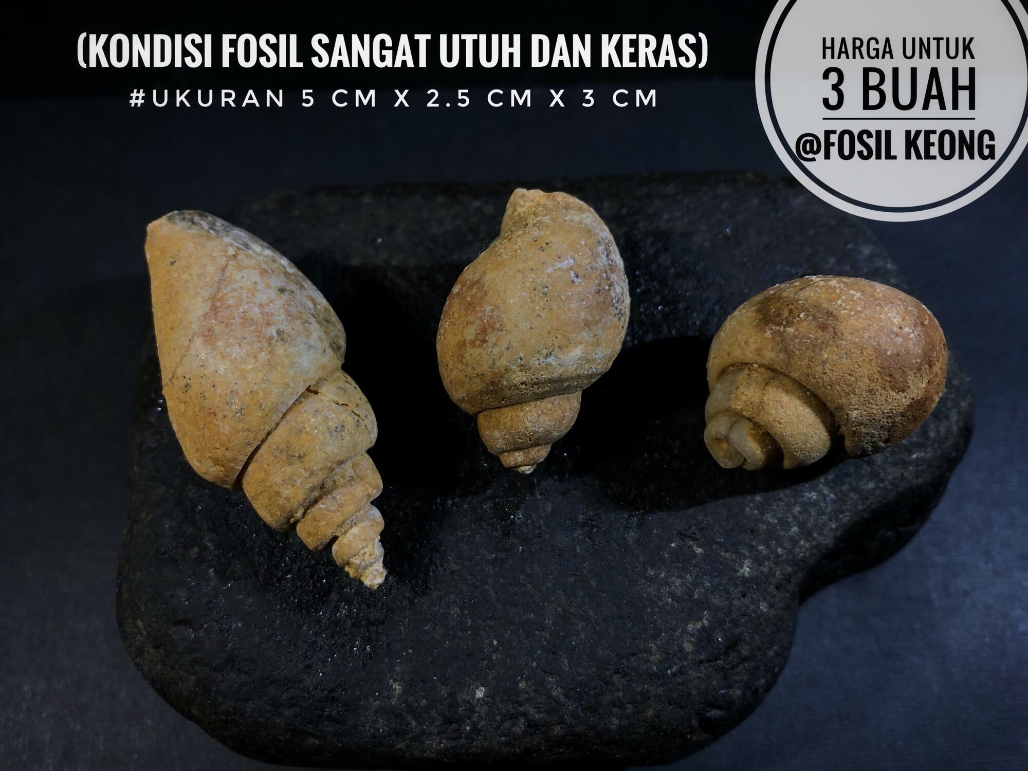 Fosil Keong Temuan A34 Atau Fosil Kerang Natural Atau Fosil Kol Buntet ...