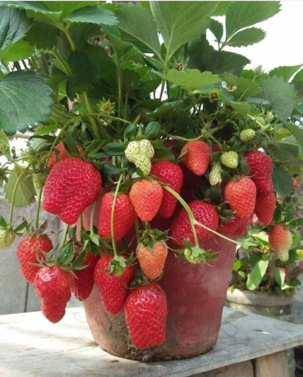 	 1 pcs bibit strawberry siap tanam berkualitas jenis mencir berbuah lebat	