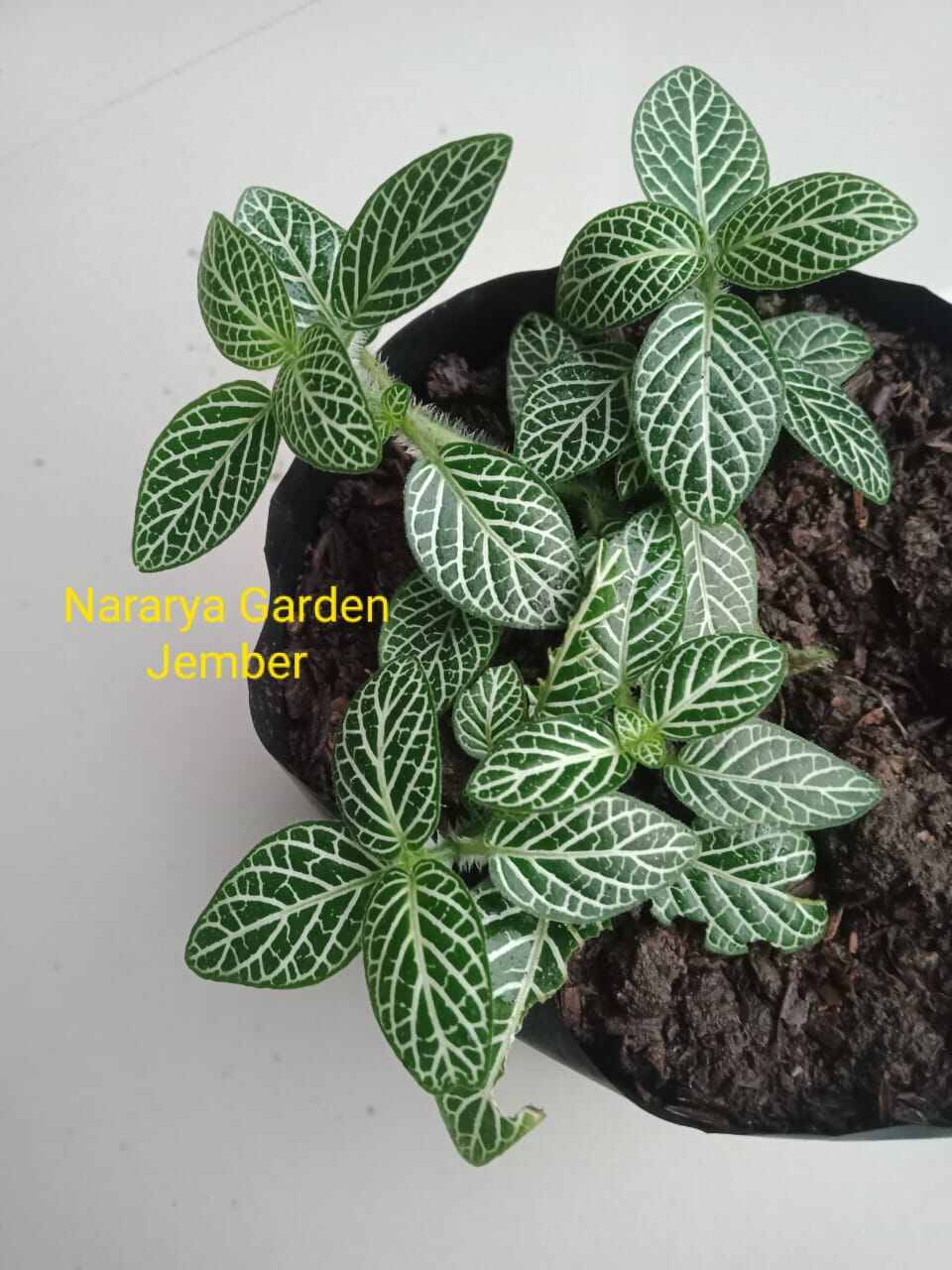 fittonia hijau daun mini (size small) | lazada indonesia