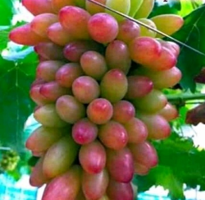 A Look at Shine Muscat, China's Hot New Table Grape Variety Produce Report