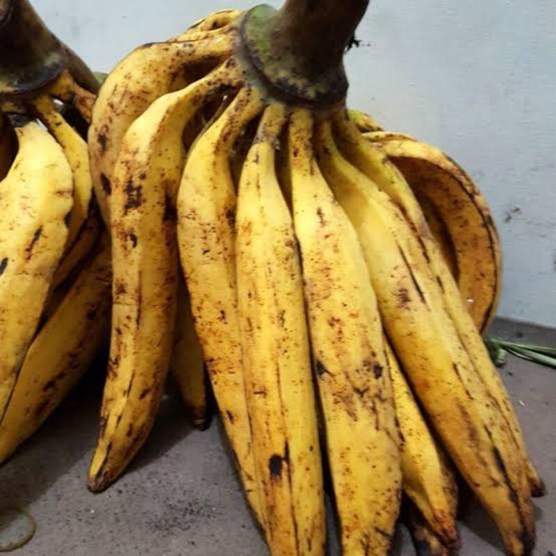 Pisang Tanduk Lazada Indonesia