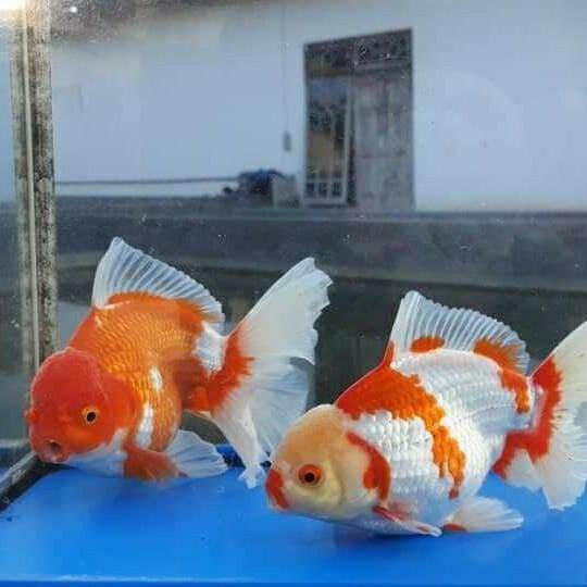 90 Koleksi Harga Aquarium Ikan Mas Koki HD Terbaik