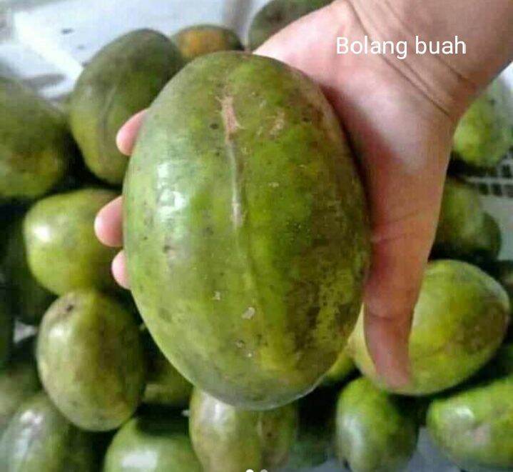 Buah Kedongdong Jumbo Isi 1kg Lazada Indonesia 