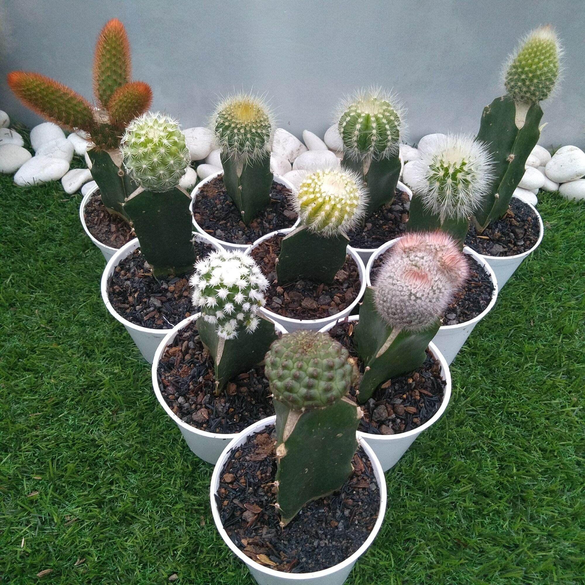 kaktus paket 10 jenis + free pot dan media tanam