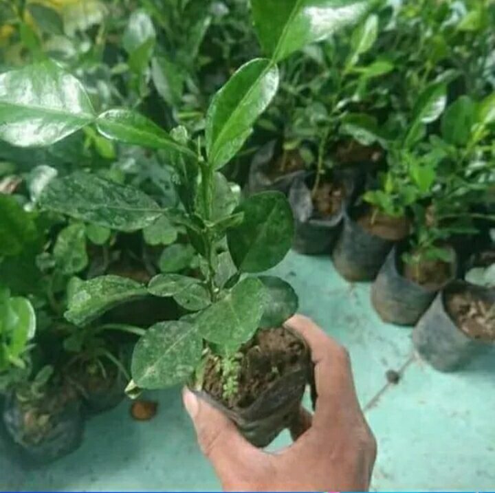 	 COD 2PCS Bibit pohon jeruk purut daun bumbu masak bibit daun purot asli sambal super unggul Bibit daun jeruk sambal	