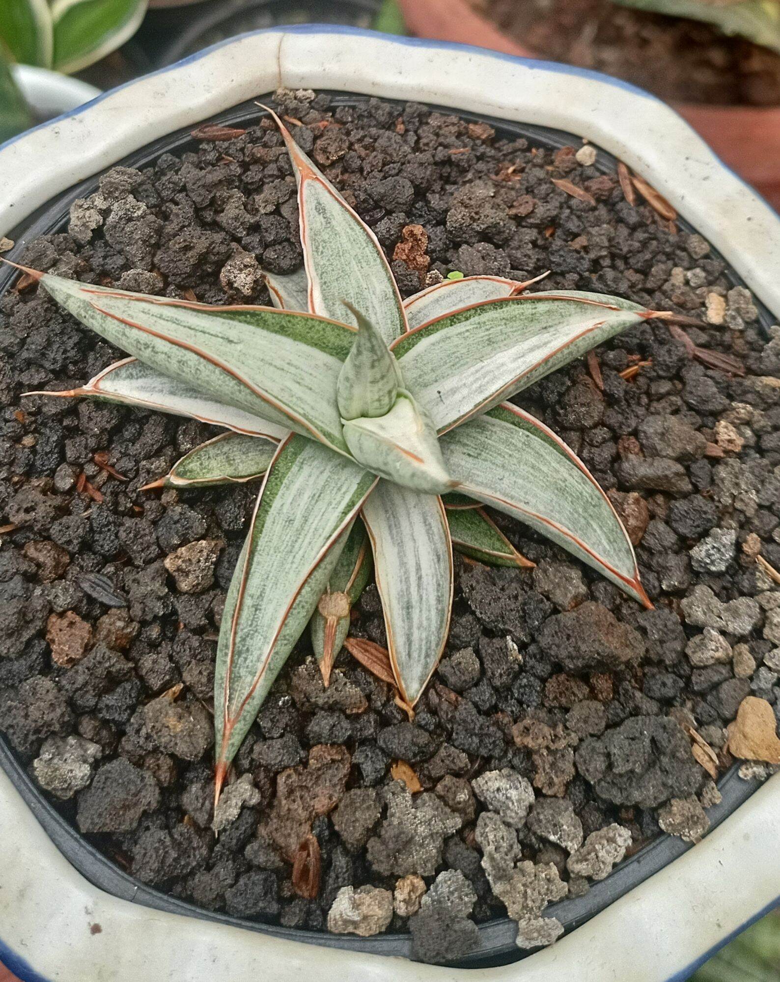 Sansevieria かすま silver clone new mutant