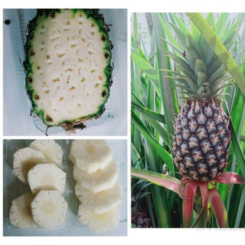 Jual Nanas Muda Haid Terbaru Lazada Co Id