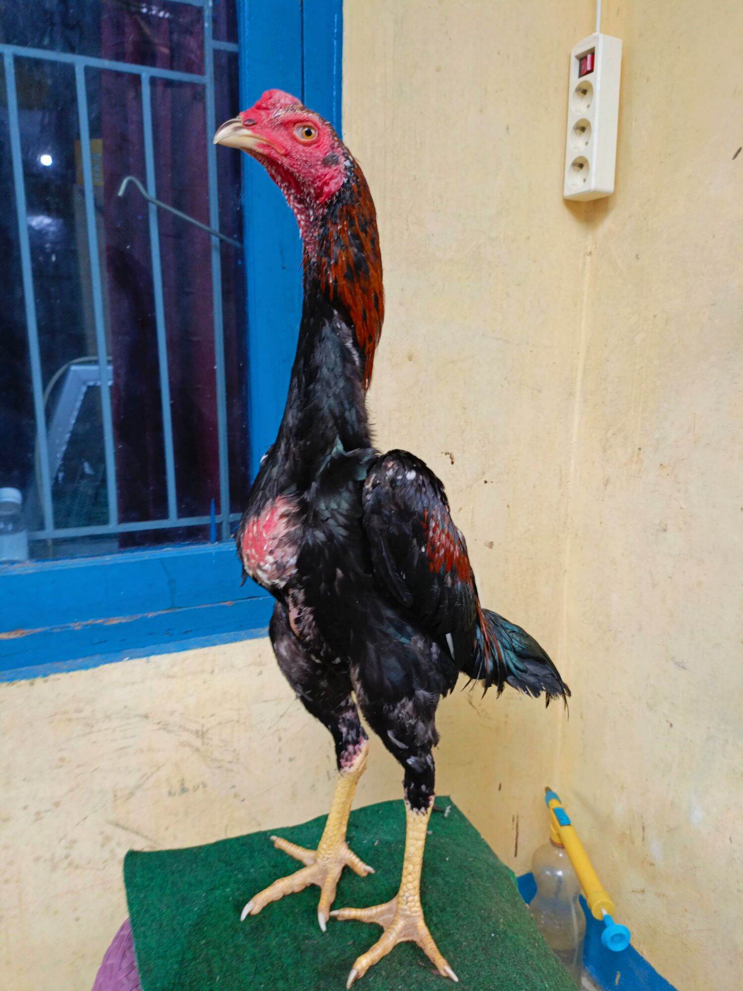 Ayam Bangkok birma ayam muda tulangan panjang tebal kualitas ayam adu ...