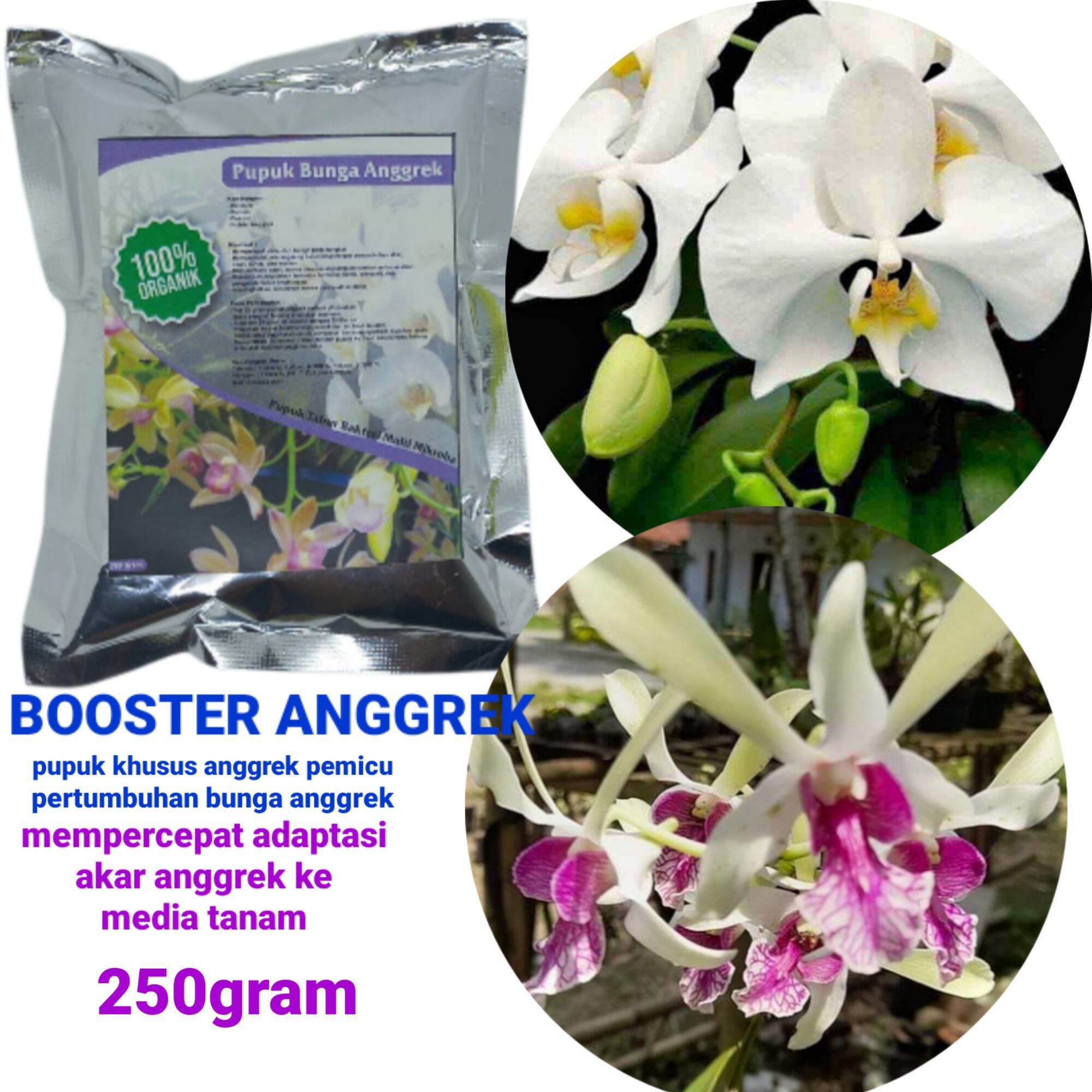 Pupuk Anggrek Booster Agar Cepat Tumbuh Dan Berbunga,menambah Kesuburan ...