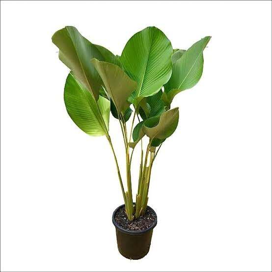 tanaman hias pisang pisangan calathea lutea | Lazada Indonesia