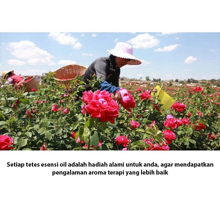 Reed Diffuser 60 Ml Aromatherapy Pewangi Ruangan Aroma Terapi Ruangan Cair Harga Termurah Purifier Aromaterapy Humidifier Fragrance Oil Diffuser Original Murah Terlaris Essential Oil Diffuser Purifier Pendingin Ruangan. 