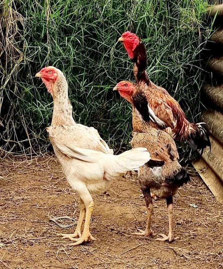 3 BUTIR TELUR AYAM INDIO GIGANTE AYAM RAKSASA | Lazada Indonesia