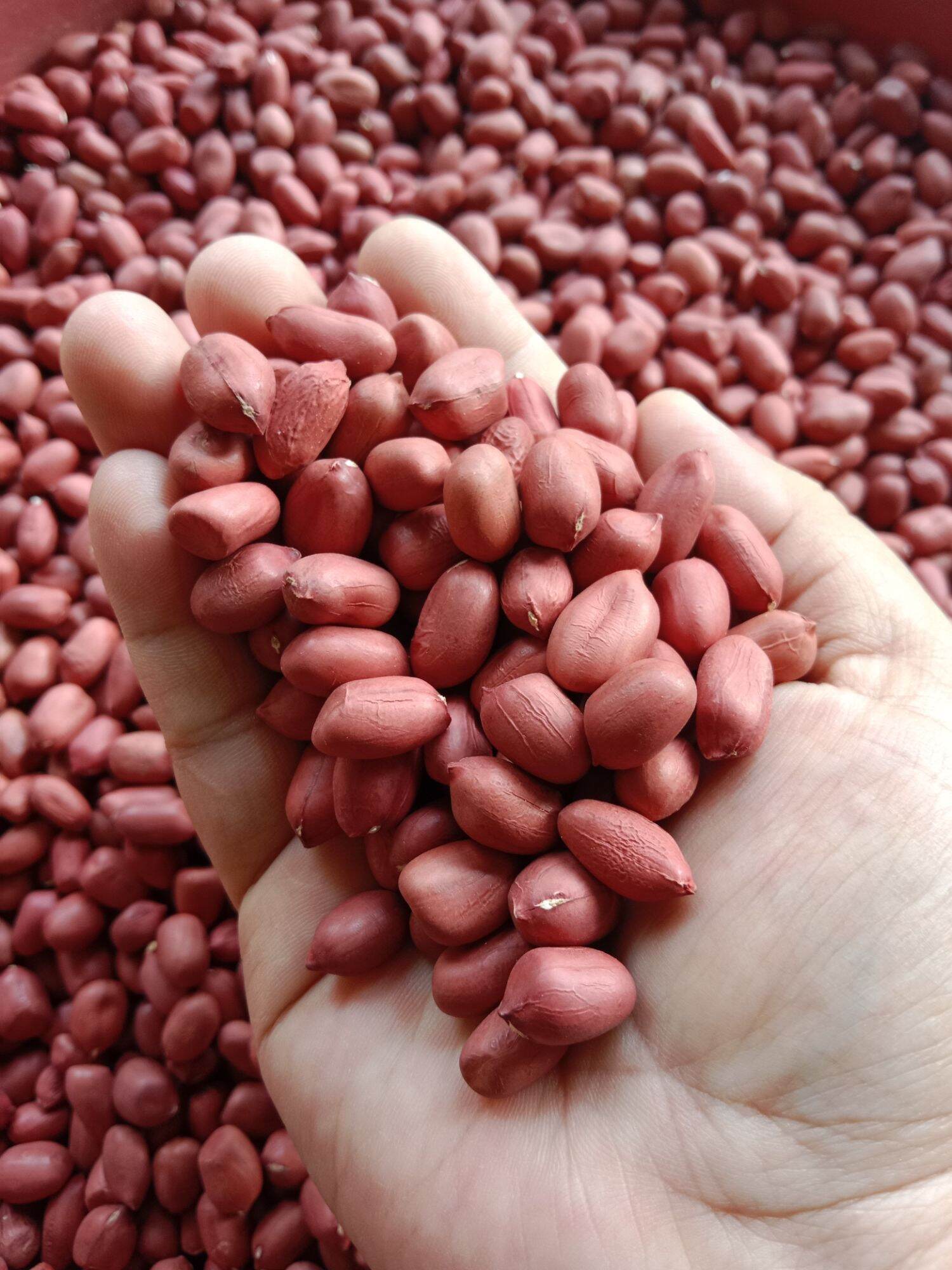 500gram Benih Kacang Tanah Hibrida Kulit Merah Super Benih Kacang Tanah