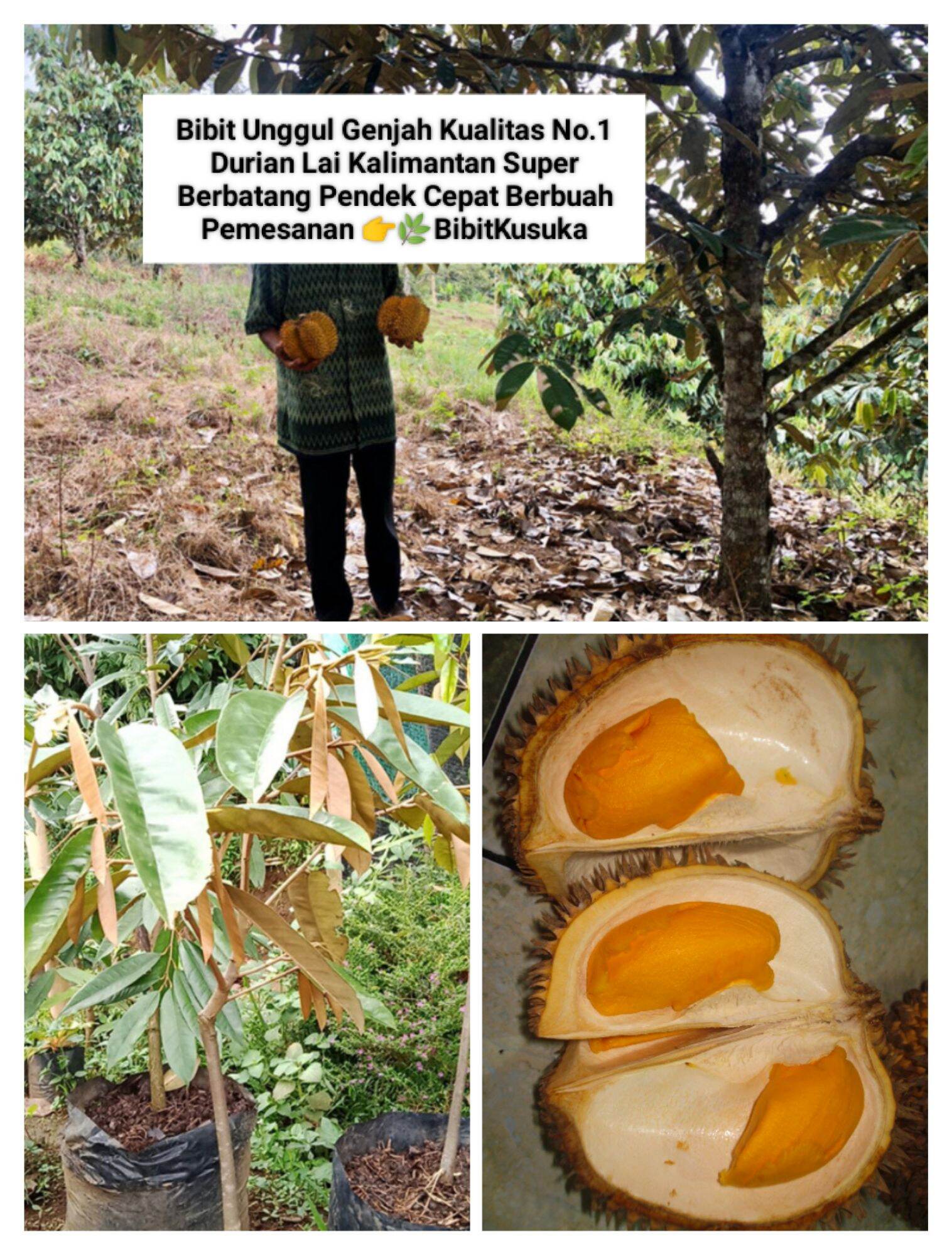 Bibit Super Buah Durian Lai Kalimantan Asli Kualitas Unggul Genjah 