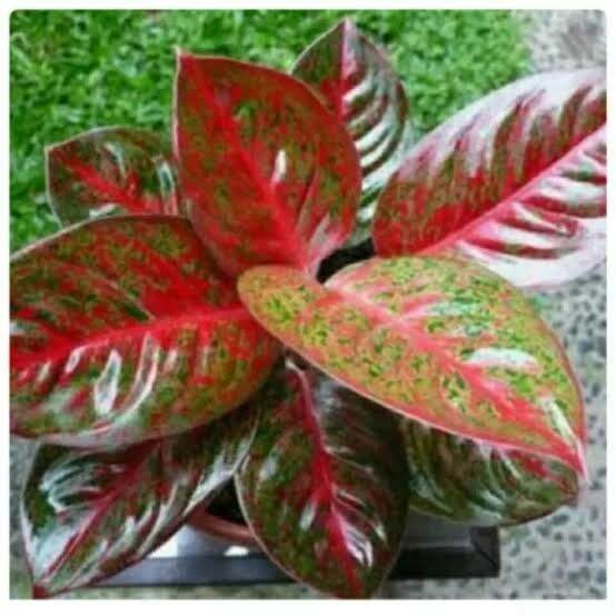 Toko Resmi MS Flora Online Lazada.co.id