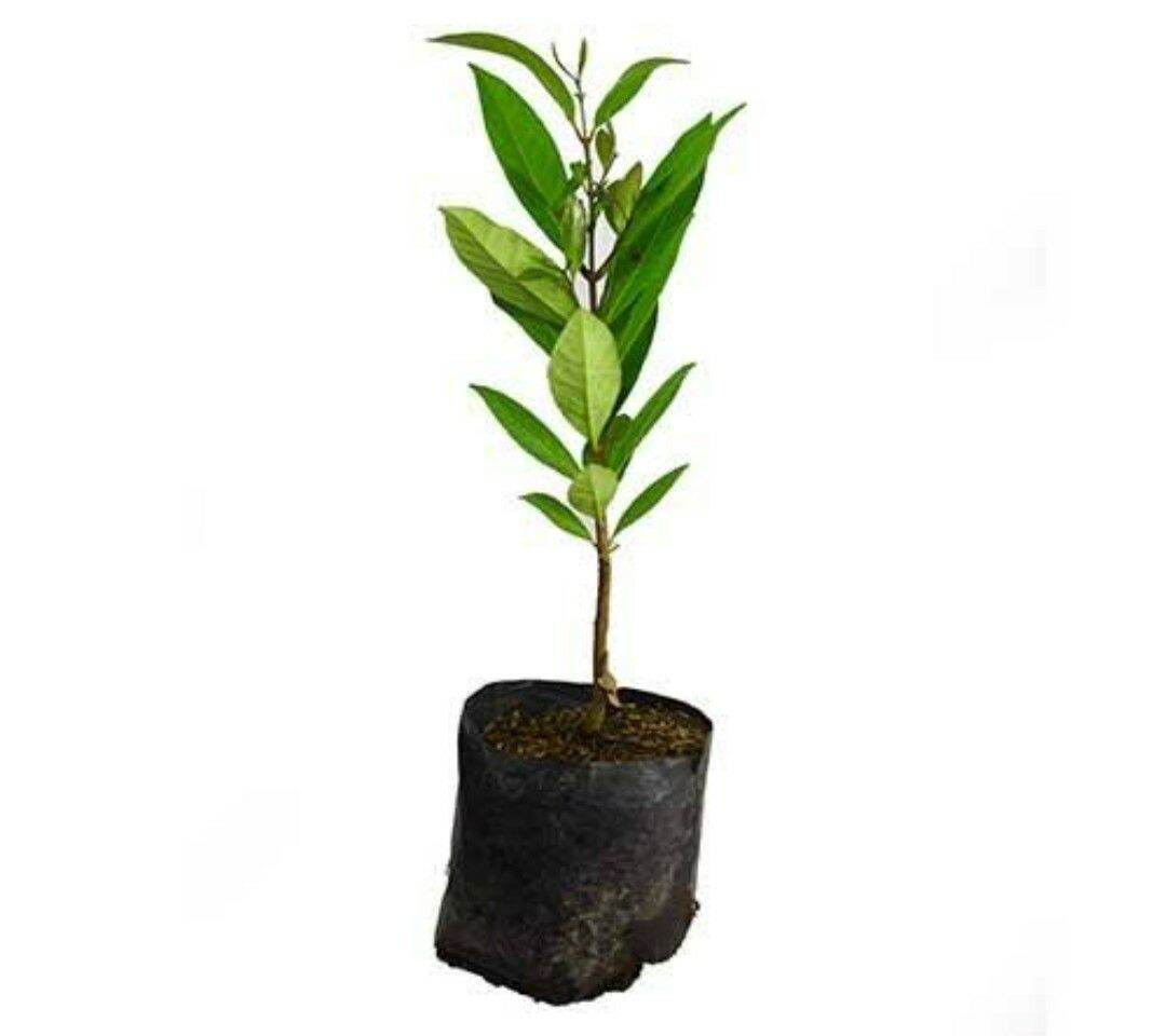 	 Bibit Daun Salam//Bibit Daun Salam Bumbu masak	