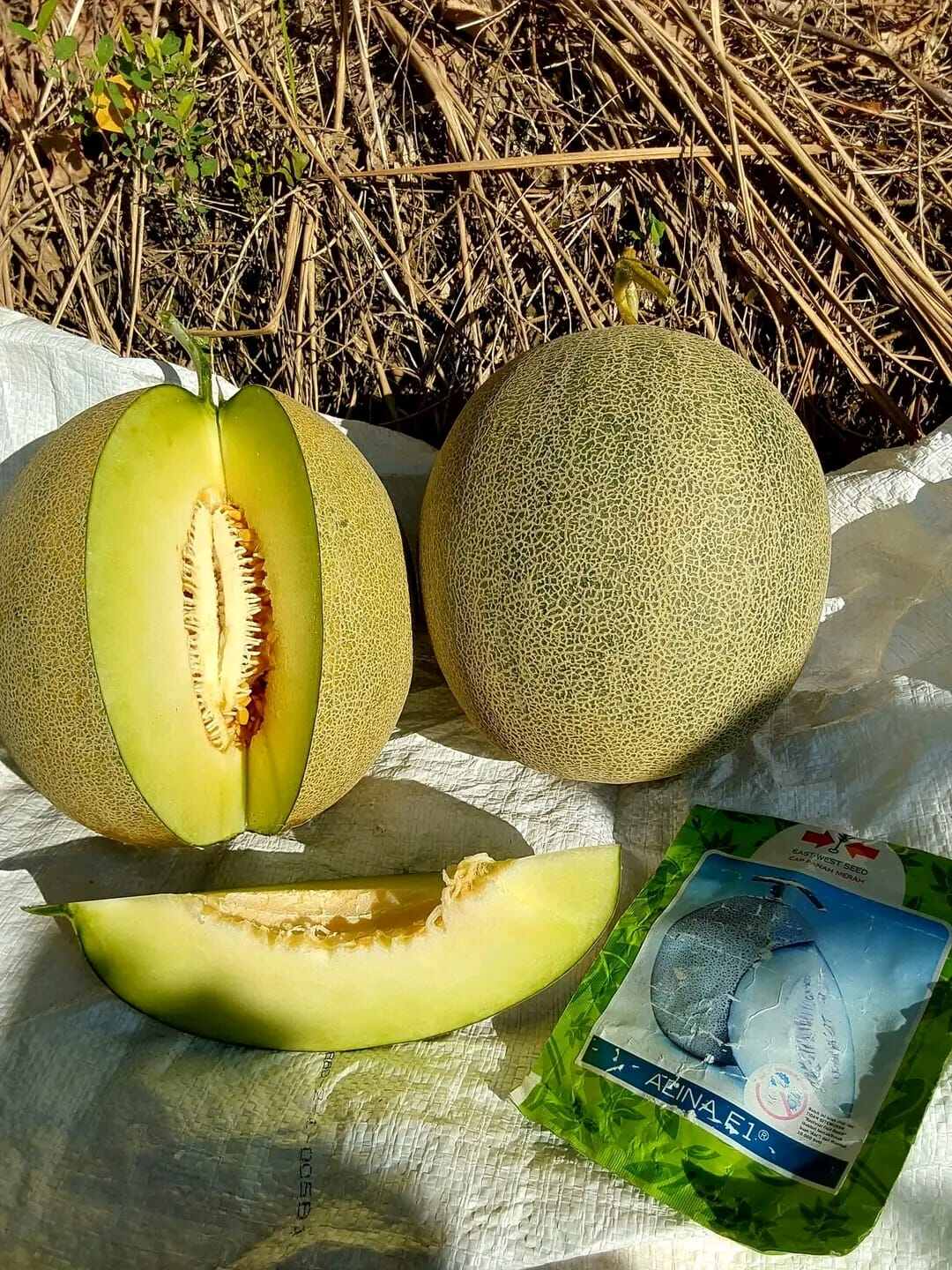 Benih Melon Alina F1 Tipe Melon Madu (Perawatan Mudah, Tahan Kriting ...