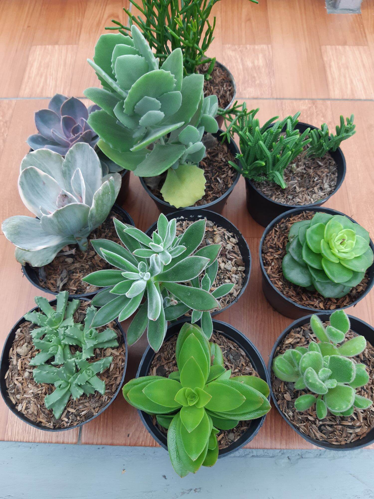 Paket 10pc Kaktus sukulen medium gratis pot