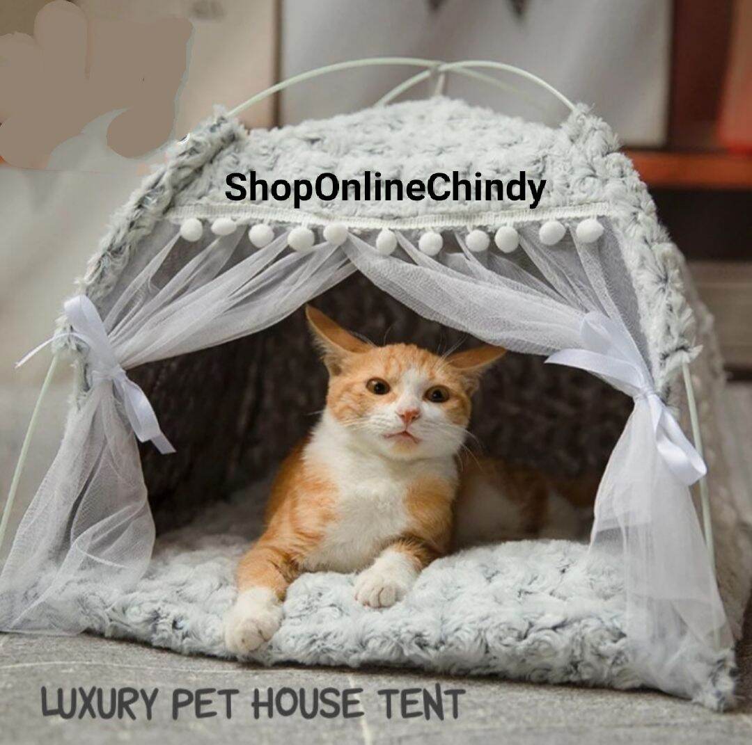 tent cat