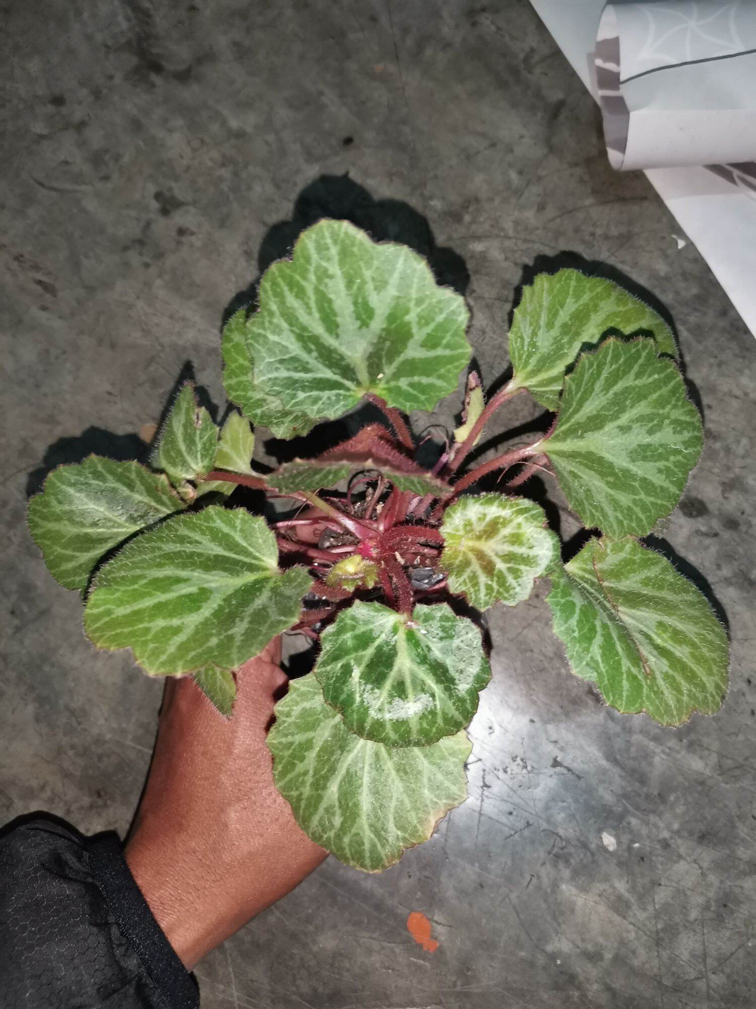 tanaman hias begonia strawberry filea | Lazada Indonesia