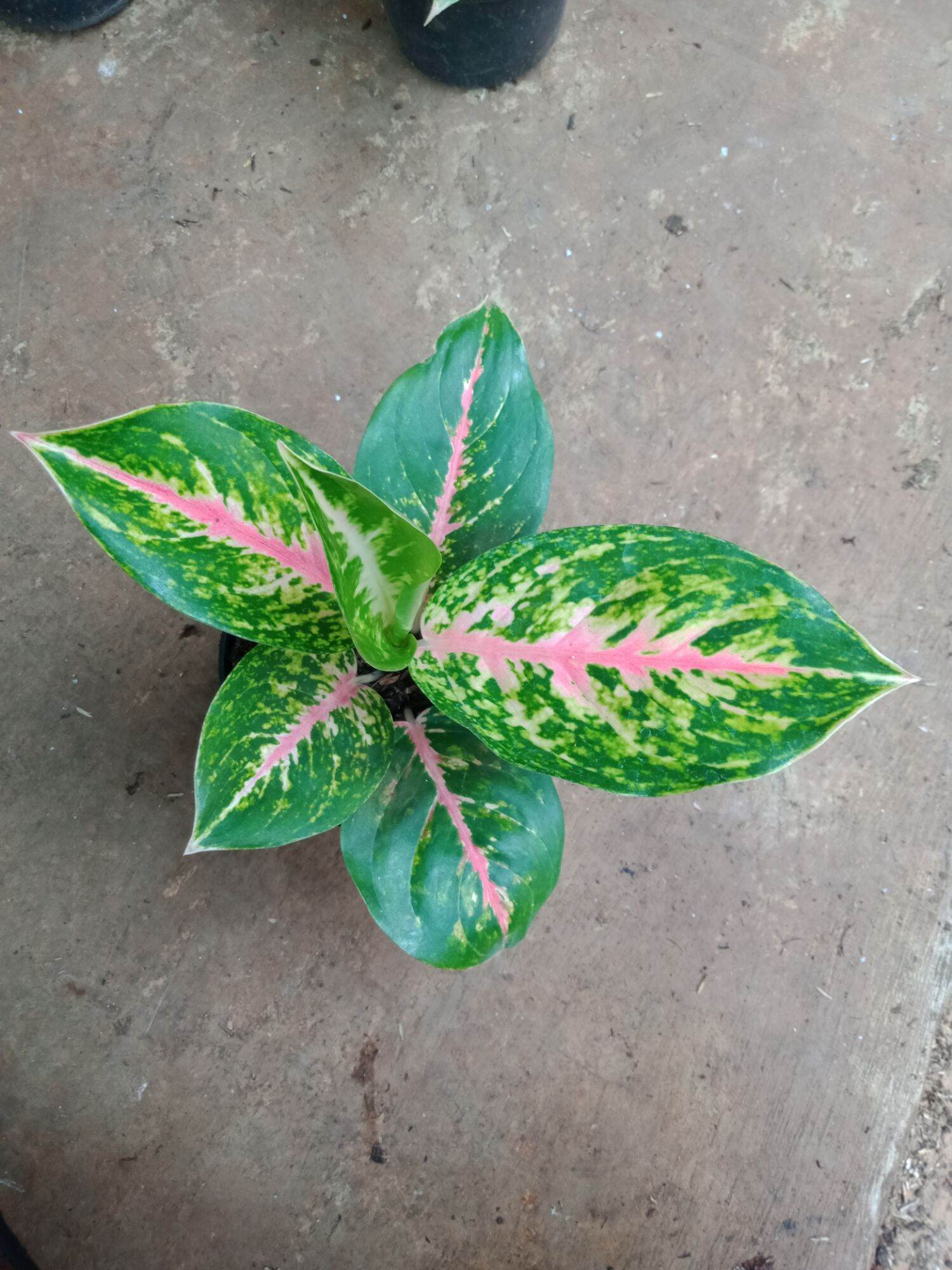 tanaman hias aglaonema big Mama / tanaman hias aglaonema indoor