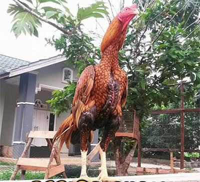 Katta kokrakli Tailand ayollarining fotosuratlari