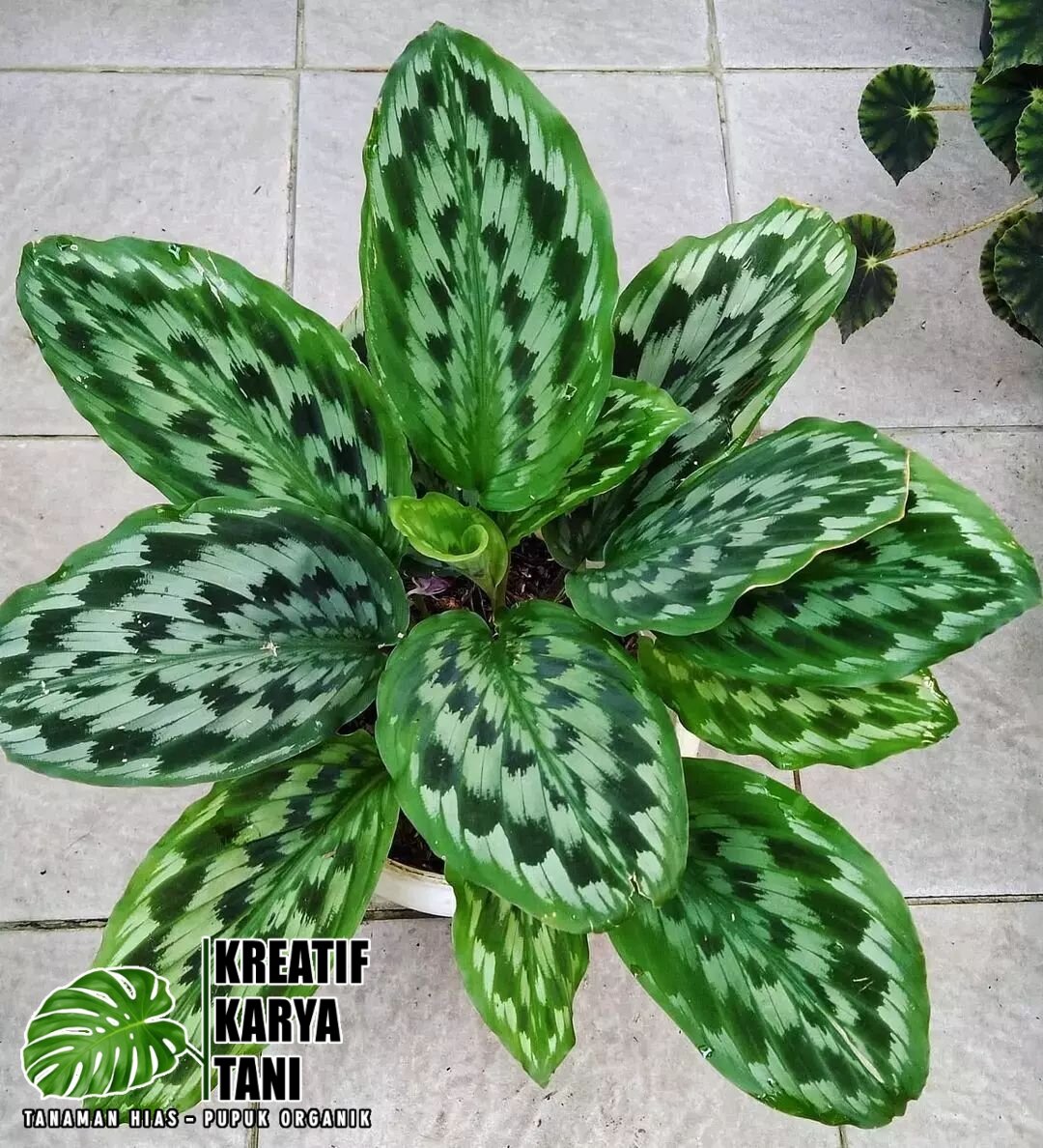 Cod Tanaman Hias Calathea Merak Kalatea Merak Lazada Indonesia