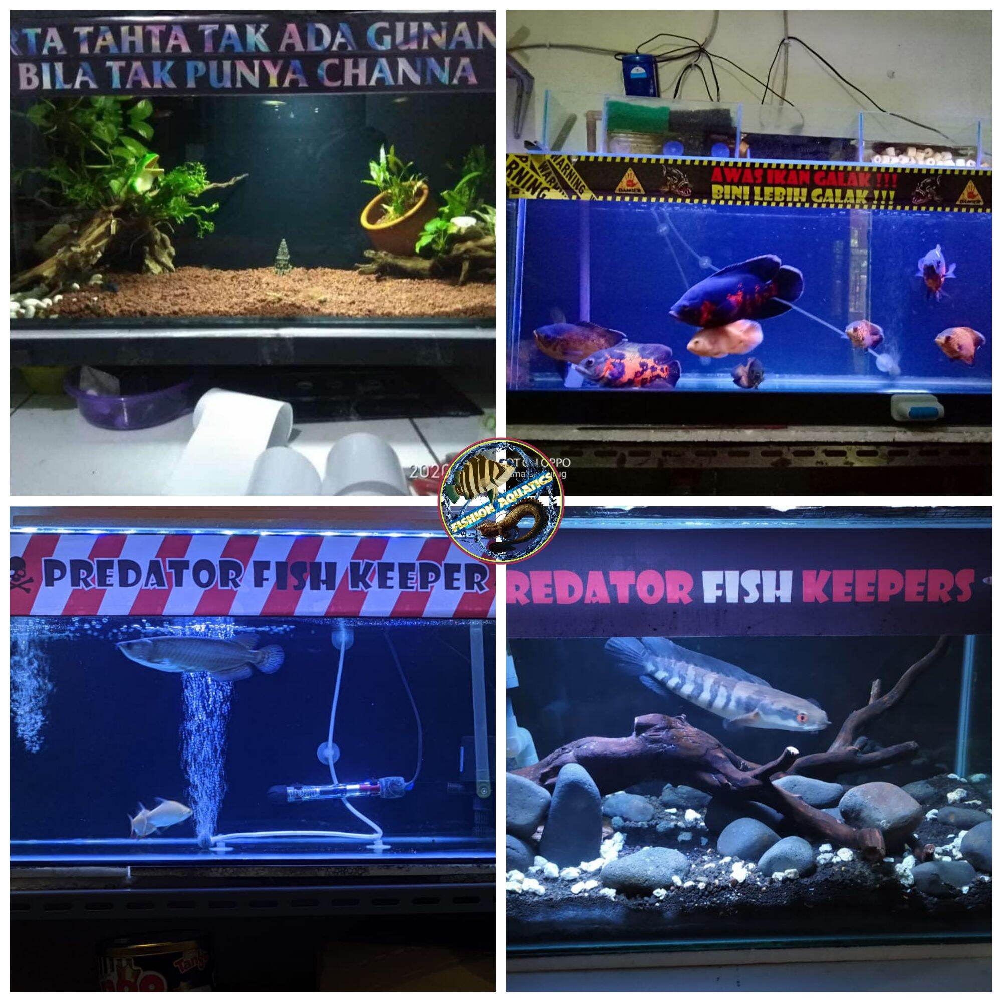 Ikan Akuarium Aquarium Custom Ukuran 150x50x50 Cm 150 X 50 X 50 10 Mm 12 Mm Perawatan Shopee Indonesia