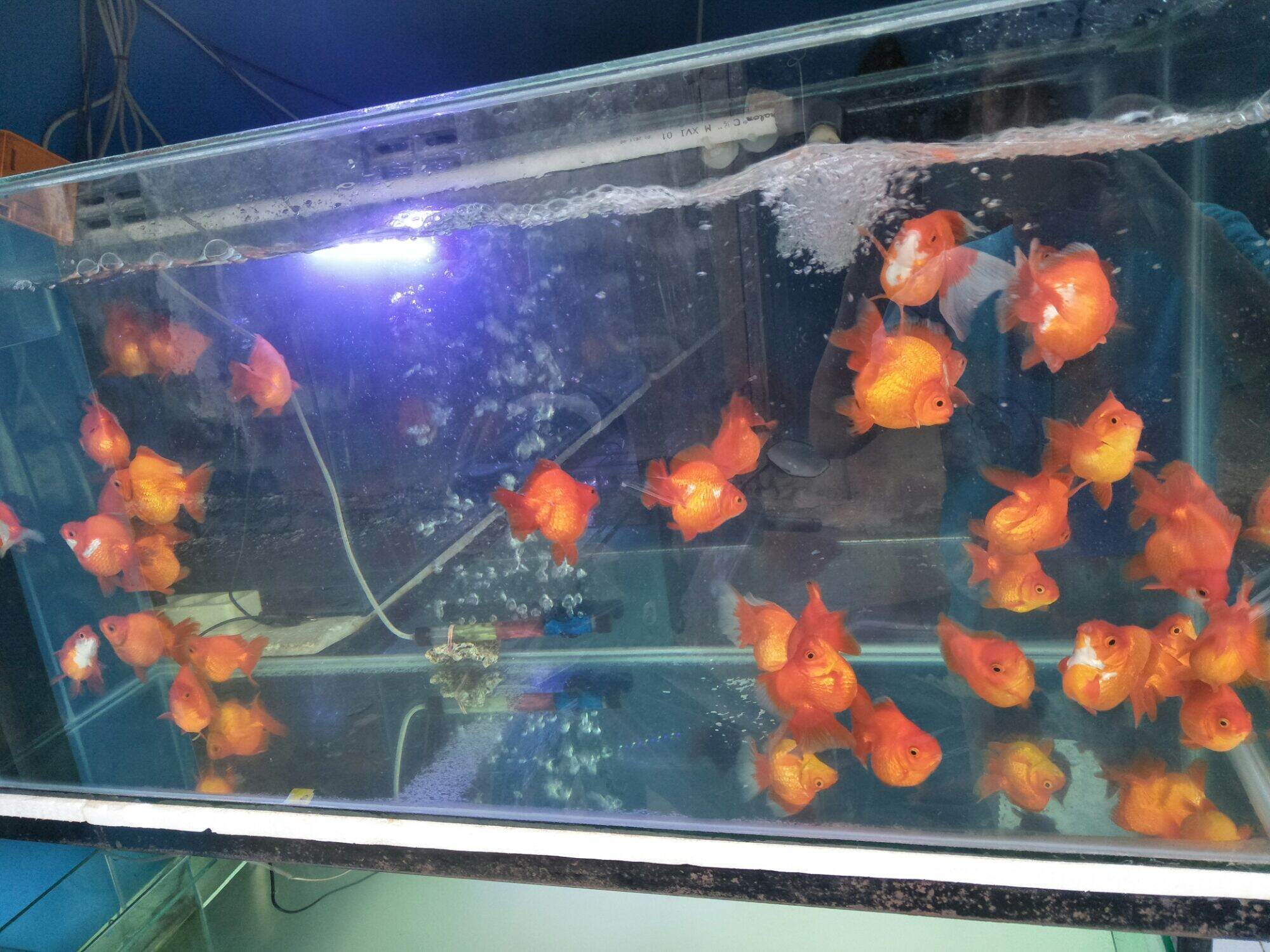 61 Dekorasi Aquarium Ikan Mas Koki Gratis