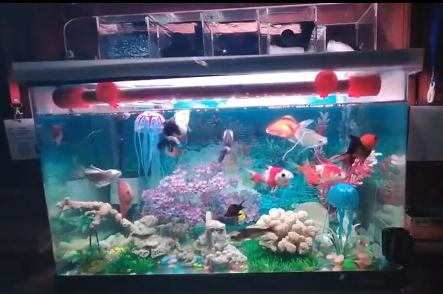 KANDILA PRO RED VIEW WIDE ANGLE PRO 1200 LAMPU LED CELUP TANNING AQUARIUM AQUASCAPE