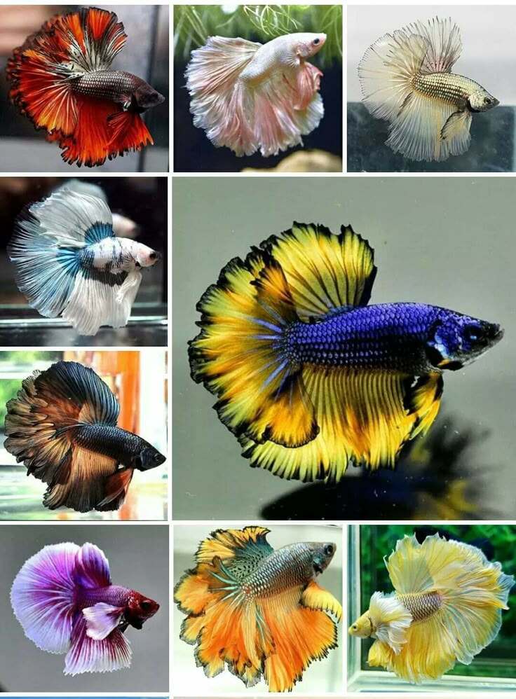 Ikan Cupang Kanchen Worachai Jual Ikan Cupang Kanchen Worachai - Main Image