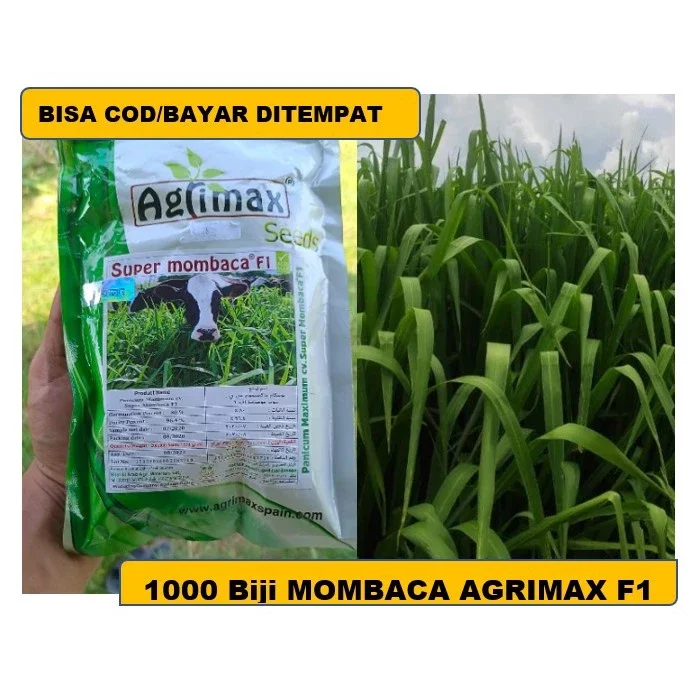 Benih Bibit Super Mombaca F Kg Benih Biji Agrimax Spanyol Benih Rumput Pakan Ternak