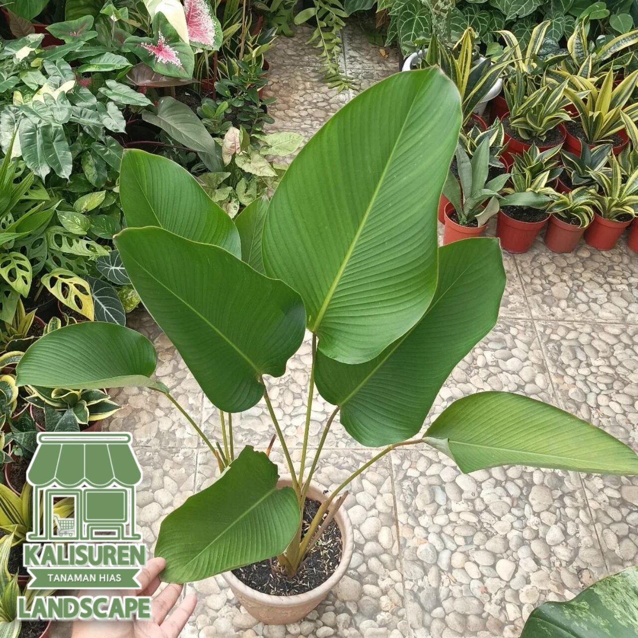 Tanaman Hias Calathea Luthea Calathea Pisang Lazada Indonesia