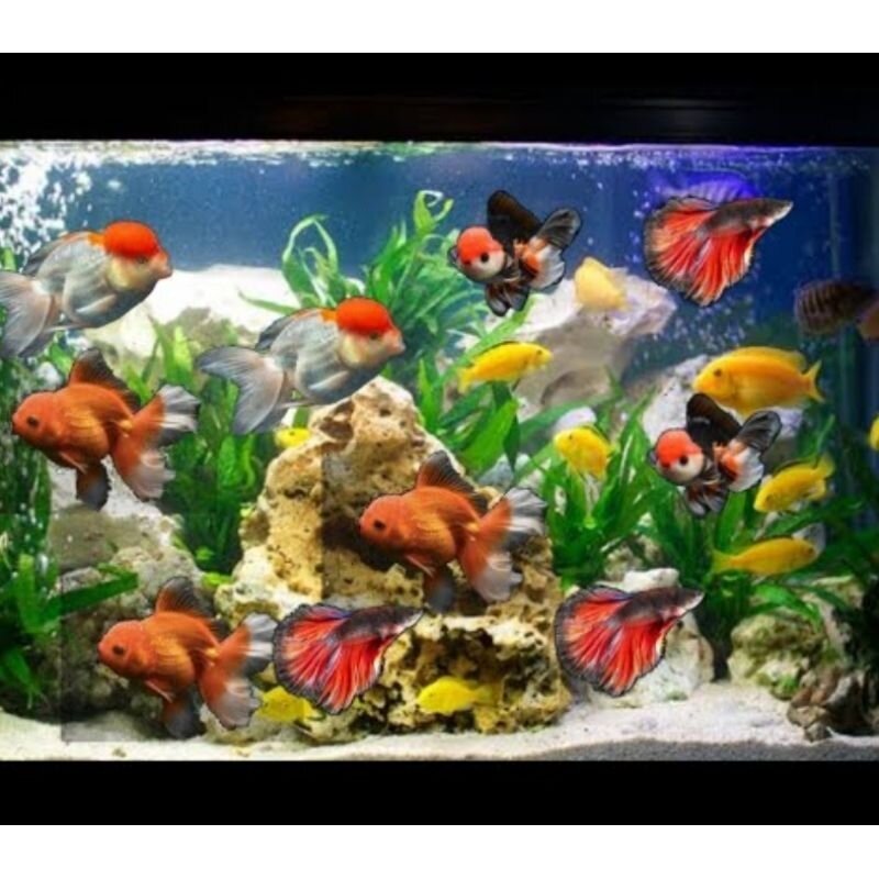 RECENT DAY & NIGHT T4 N 40 Lampu Celup Led Tanning View Aquarium Aquascape