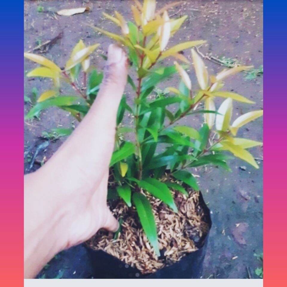 	 tanaman hias pucuk merah/pohon pucuk merah murah promo/tanaman hias murah/tanaman hias outdor pucuk merah murah/promo pucuk merah murah (beli 10 gratis 1)	