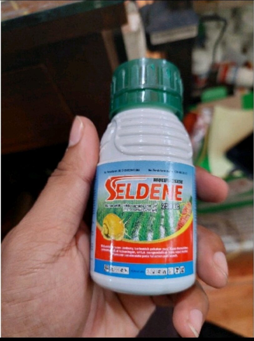 Seldene Ec Moluskisida Obat Racun Keong Siput Sawah Lazada Indonesia