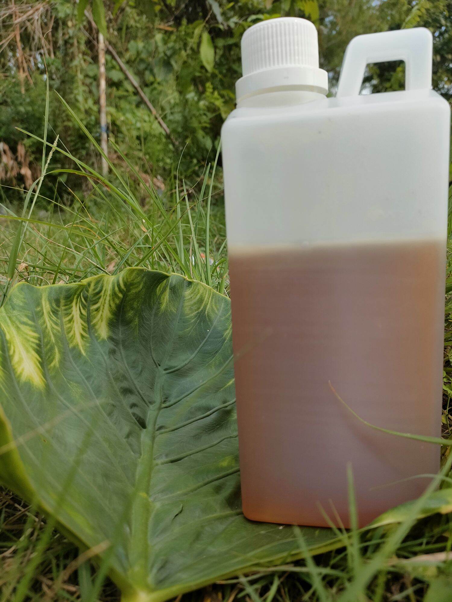 MADU MURNI MULTIFLORA 1 KG / PREMIUM HONEY / RAW HONEY madu asli peternakan lebah apis melifera