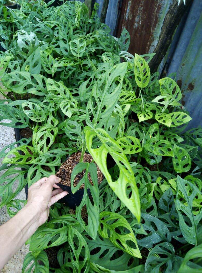 Janda Ranum janda bolong daun tebal | Lazada Indonesia