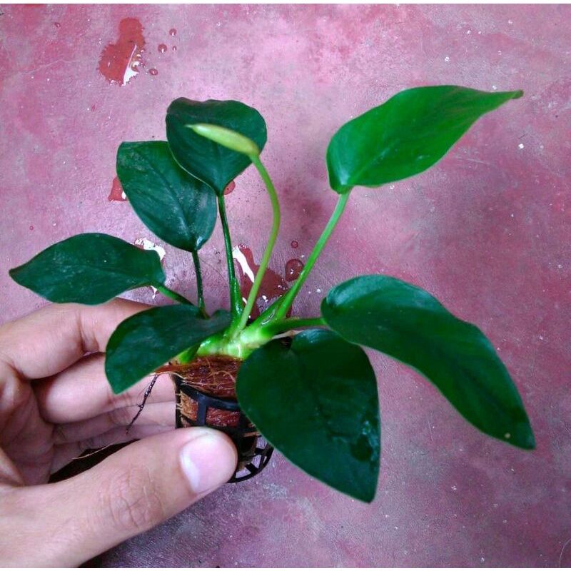Anubias Nana tanaman aquascape aquarium | Lazada Indonesia