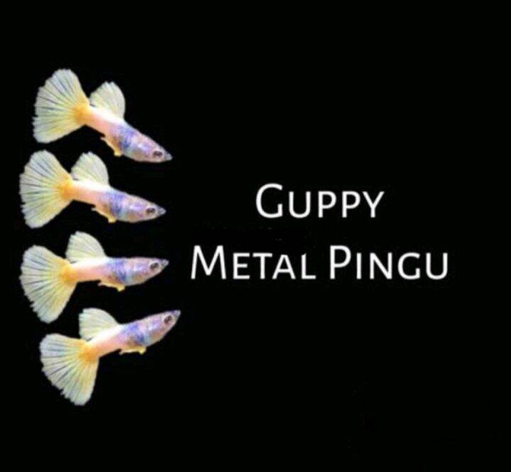 hfk guppy