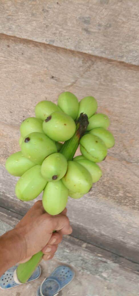 PISANG TELUR !!! Bibit Pisang Telur, Jual Bibit Pisang Telur