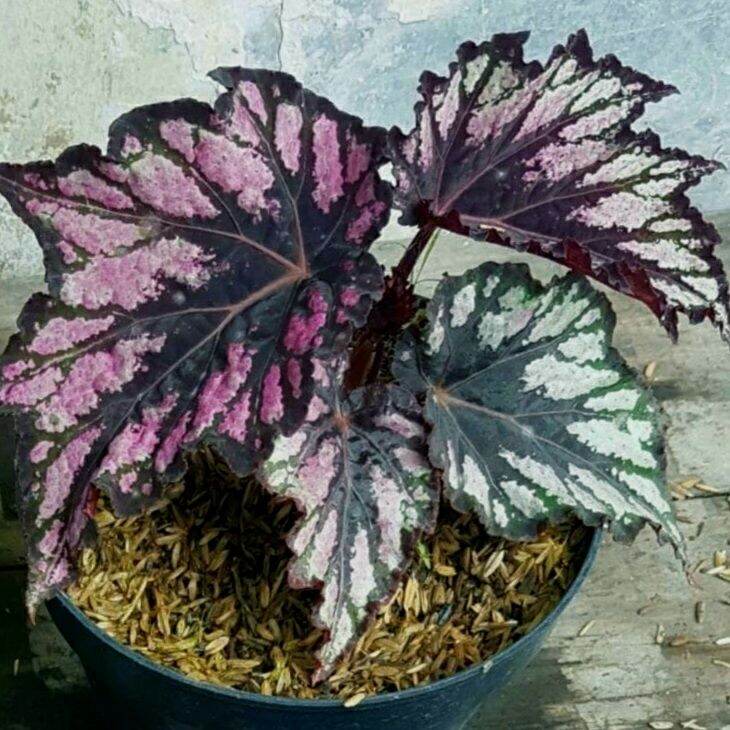 Tanaman hias BEGONIA rex garuda | Lazada Indonesia