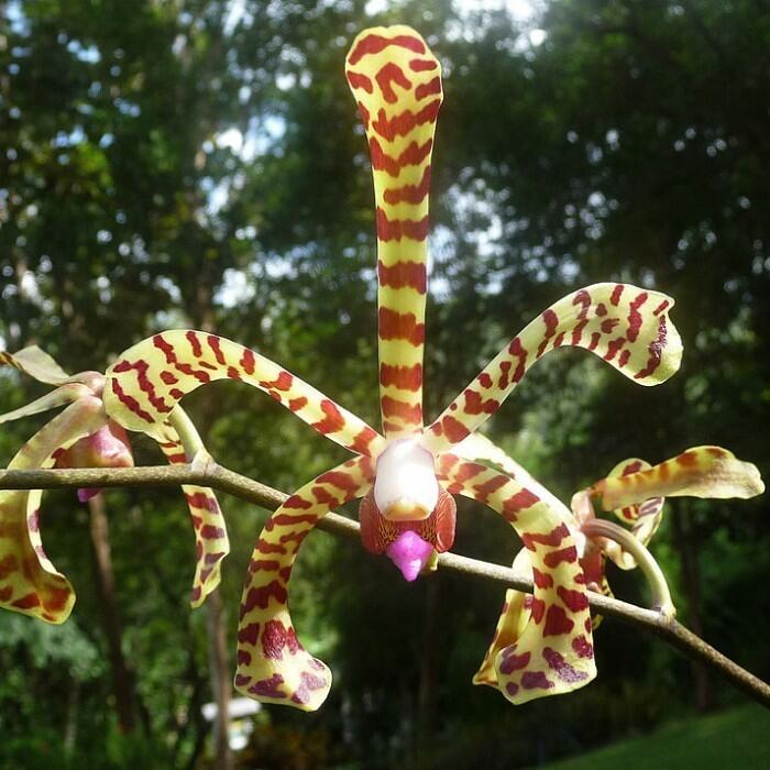 Anggrek Vanda Terestrial Jenis Scorpio Lazada Indonesia