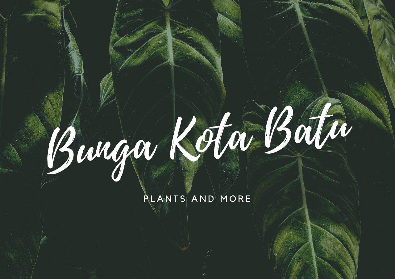 Toko Online Resmi Bunga Kota Batu | Lazada.co.id