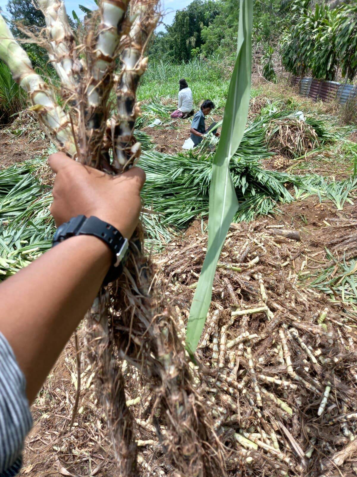 BIBIT RUMPUT ODOT SUPER BERAT 5 Kg.Untuk nutrisi makanan Ternak Sapi ...