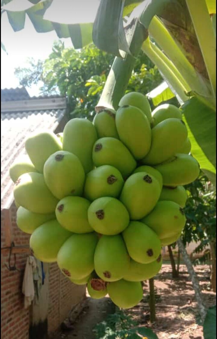 Pisang Telor (Kerinci) 小苗 希少バナナ苗 Saa328caaeaa5437aa37c5dc1c8c56